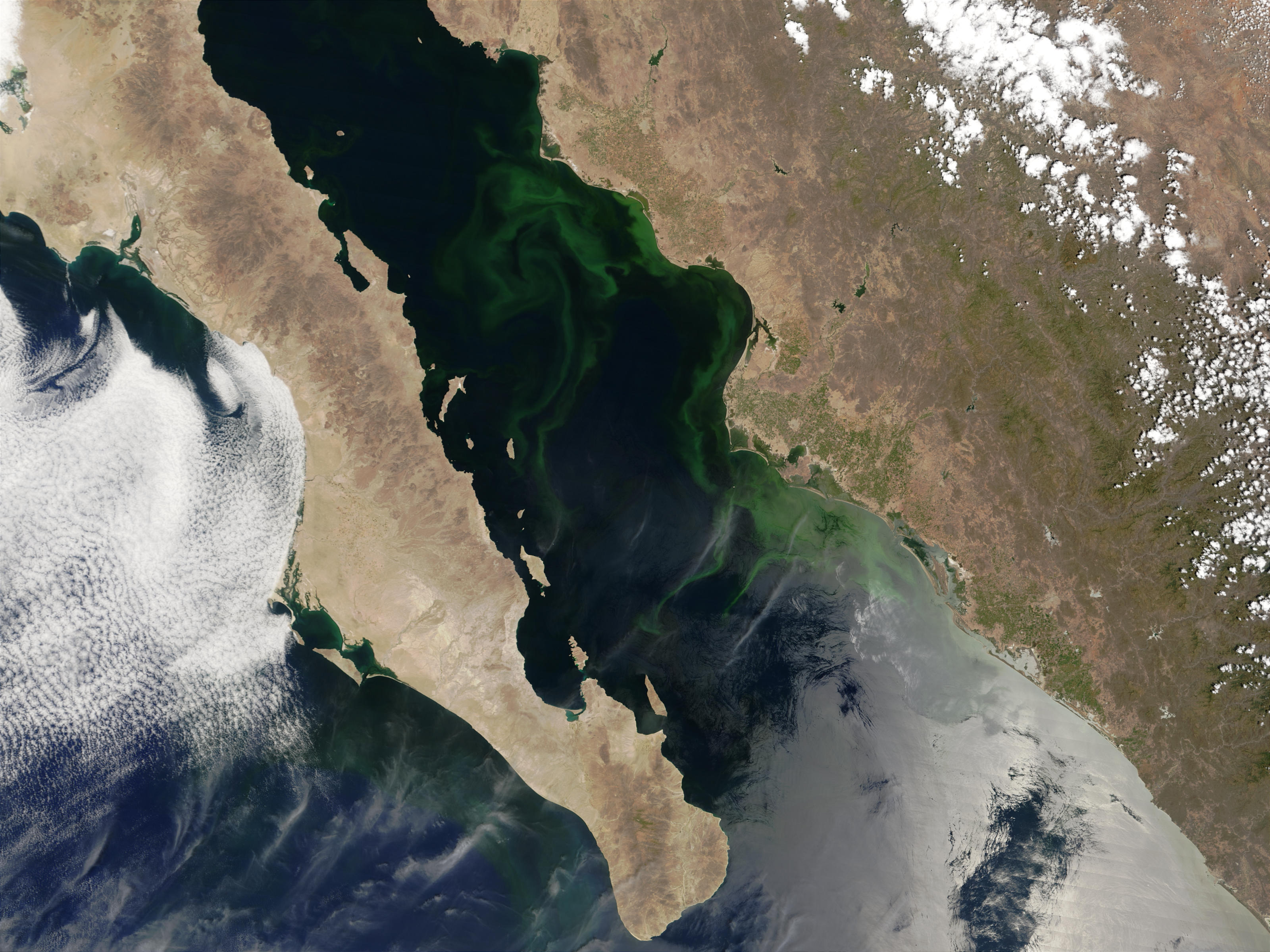 Proliferación de fitoplancton en el Golfo de California, México