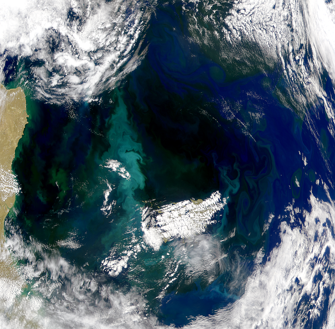 Proliferación de primavera alrededor de las Islas Malvinas