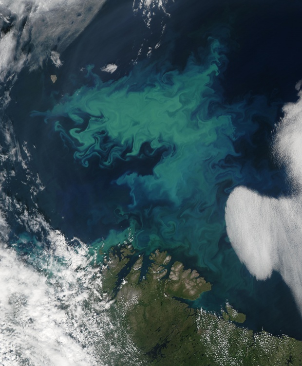 Proliferación de fitoplancton en el Mar de Barents
